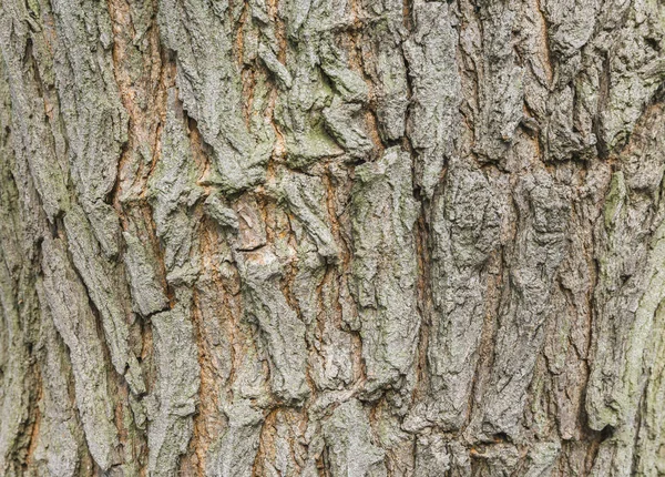 Ağaç kabuğu doku duvar kağıdı — Stok fotoğraf