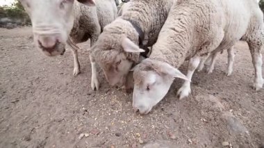 Tarlada mısır gevreği yiyen bir grup koyun. Koyun sürüsü. Organik gıda. Organik et.