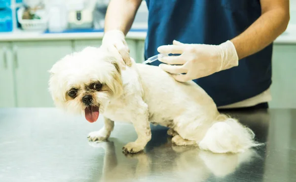 Veterinarian giving injection to dog in clinic.