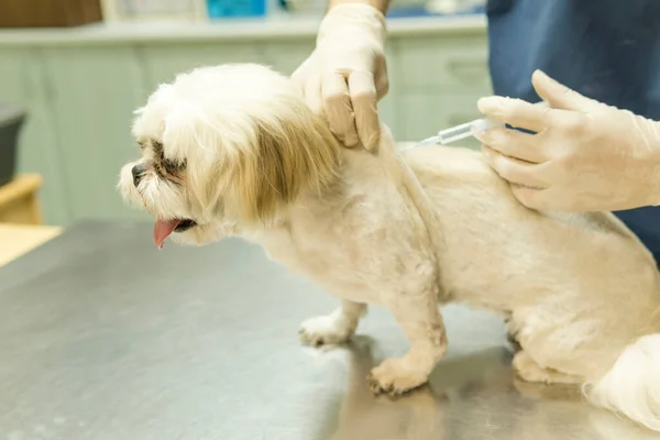 Veterinarian giving injection to dog in clinic. Selective focus.