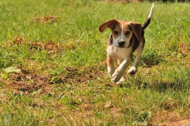Bahçede çalışan köpek Beagle