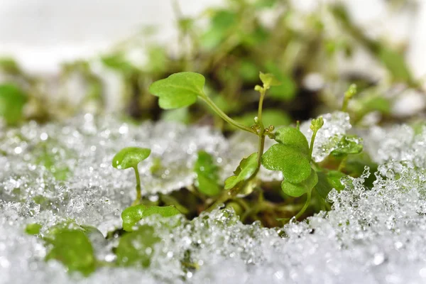 Planta Verde Atraviesa Nieve —  Fotos de Stock