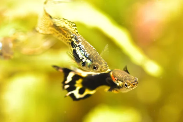 Guppy Fish Male Aquarium — Stock Photo, Image