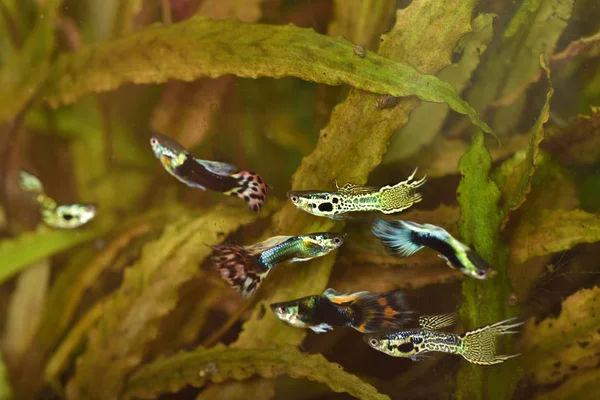 Guppy Fish Mâle Aquarium — Photo