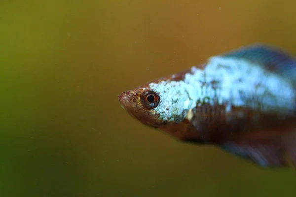 Combat Poisson Femelle Macro Shot — Photo