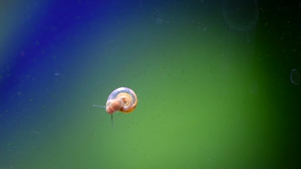 Planorbis 수족관 달팽이 — 비디오