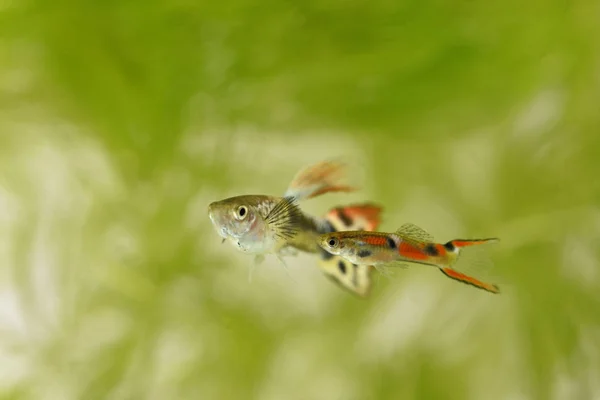 水族館のエンドラーグッピー水族館魚の緑の植物 — ストック写真