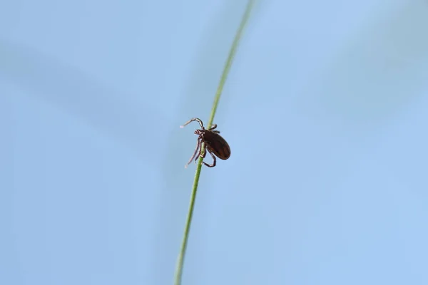 Carrapato Sobe Planta Verde — Fotografia de Stock