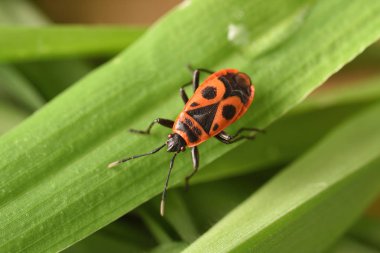 yaprak üzerinde firebug Pyrrhocoris apterus