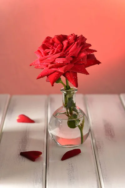 Fine Flower Rose Wooden Table Red Background — Stock Photo, Image