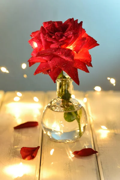 Flor Perfeita Uma Rosa Com Baixas Água Pétalas Presente Romântico — Fotografia de Stock