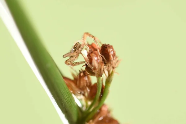 the young jumping spider on a plant