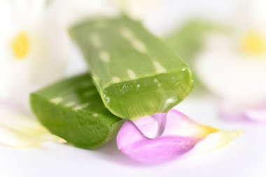 Cilt için Aloe vera tıbbi bitki. Sağlıklı yemek yemek için
