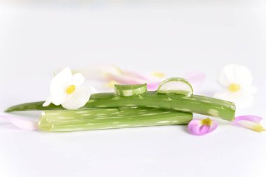 Cilt için Aloe vera tıbbi bitki. Sağlıklı yemek yemek için