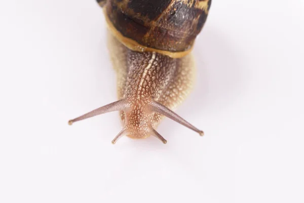 Snigel Närbild Den Vita Bakgrunden — Stockfoto