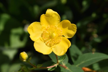 Dekoratif St. John otu doğada.