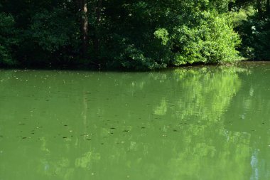 Gölde durgun yeşil su, yapraklarla kaplı..