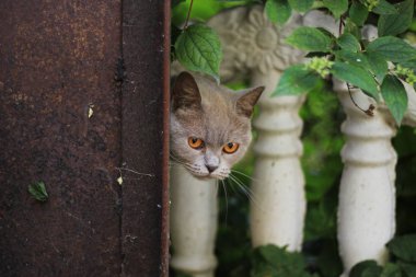paslı bir kapı arkasından gözatma out sarı ile kedi gözleri