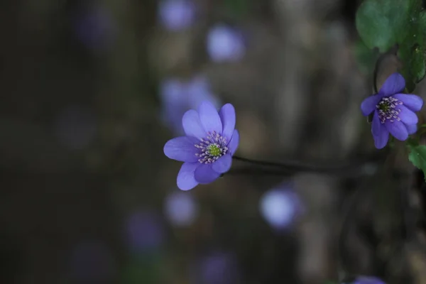 Blaue Schneeglöckchen Blume Auf Verschwommenem Hintergrund — Stockfoto