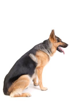 güzel Alman çoban izole poz