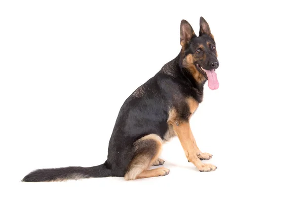 Schöner Schäferhund Posiert Isoliert — Stockfoto