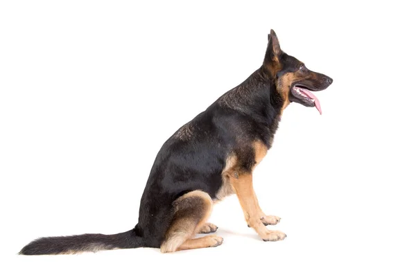 Beautiful German Shepherd Posing Isolated — Stock Photo, Image