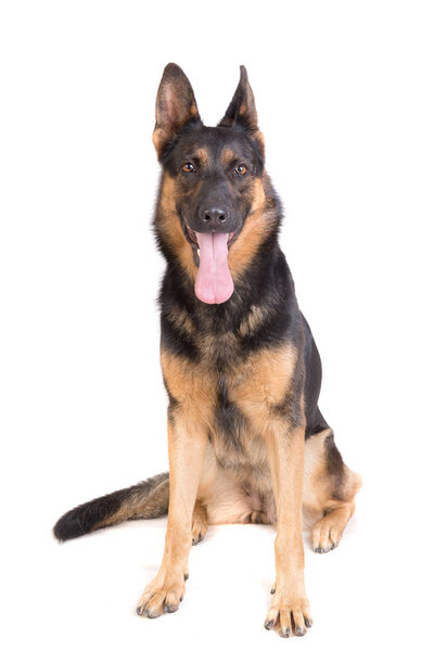 beautiful german shepherd posing isolated