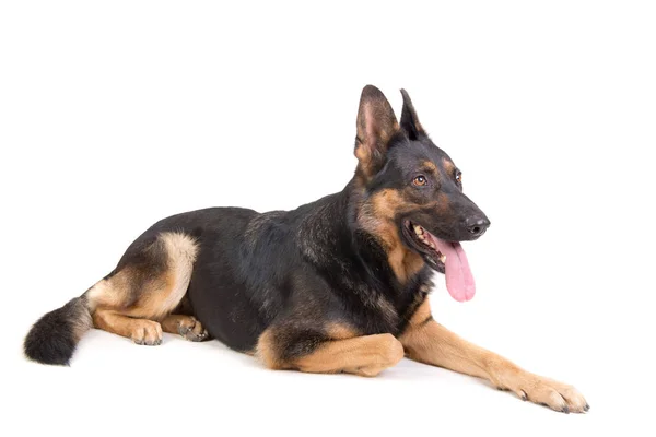 Mooie Duitse Herder Poseren Geïsoleerd — Stockfoto