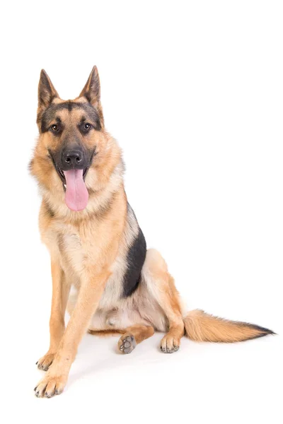 Schöner Schäferhund Posiert Isoliert — Stockfoto