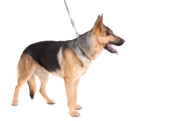 Beautiful German Shepherd Posing Isolated — Stock Photo, Image