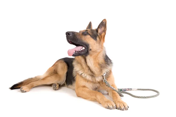 Mooie Duitse Herder Poseren Geïsoleerd — Stockfoto