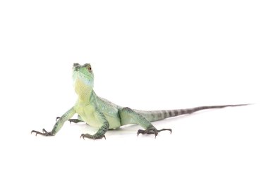 Yeşil sürüngen beyaz arka plan üzerinde izole