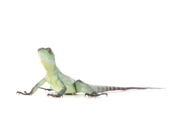 Green Reptile Isolated White Background — Stock Photo, Image