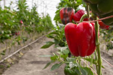 Dolmalık biber satılan ve yemiş hazır ağaç üzerinde