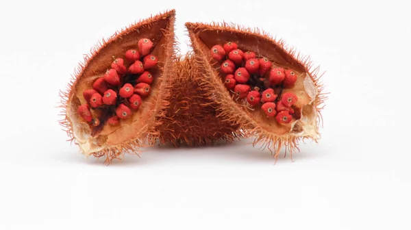 Annatto Tree Bixa Orellana Della Thailandia Proprietà Medicinali Del Farmaco — Foto Stock