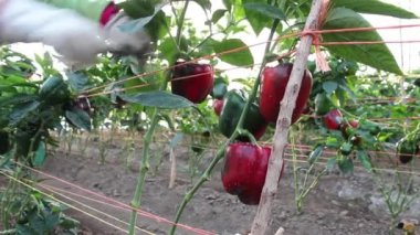 yapraklarda solucanlar ile hastalıklı biber bitkisi,