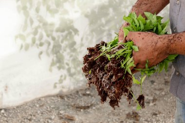 Nakli hazır bir erkek elinde biber fideleri