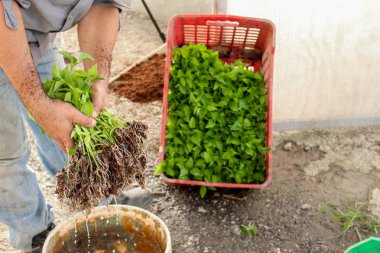 Nakli hazır bir erkek elinde biber fideleri