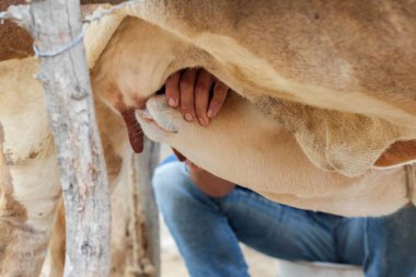 Anne sütü anneden genç boğa yiyor
