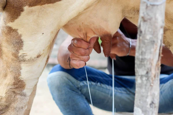 Farmer worker hand milking cow in cow milk farm