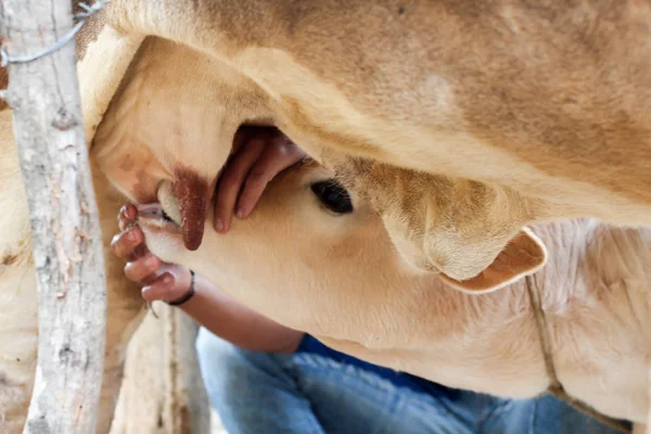 Toro Joven Come Leche Materna — Foto de Stock