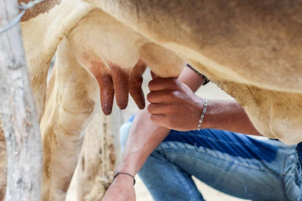 Farmer worker hand milking cow in cow milk farm
