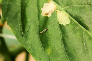 yapraklarda solucanlar ile hastalıklı biber bitkisi,