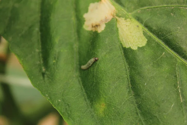 Plante Poivre Malade Avec Des Vers Dans Les Feuilles — Photo