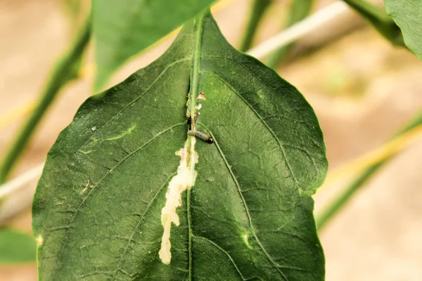 Planta Pimienta Enferma Con Gusanos Las Hojas —  Fotos de Stock