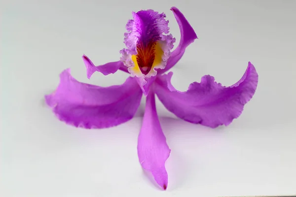 Cattleya Mossiae Venezuelai Orchidea Fehér Háttér — Stock Fotó