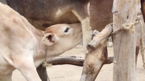 Young Bull Eats Breast Milk Mother — Stock Video