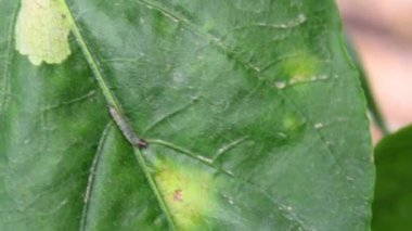 yapraklarda solucanlar ile hastalıklı biber bitkisi,