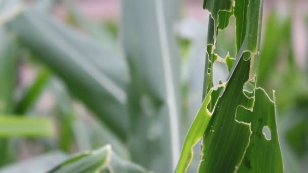 害虫や病気によって損傷を受けたトウモロコシの植物 畑に植える生物学的および生物学的ストレス — ストック動画