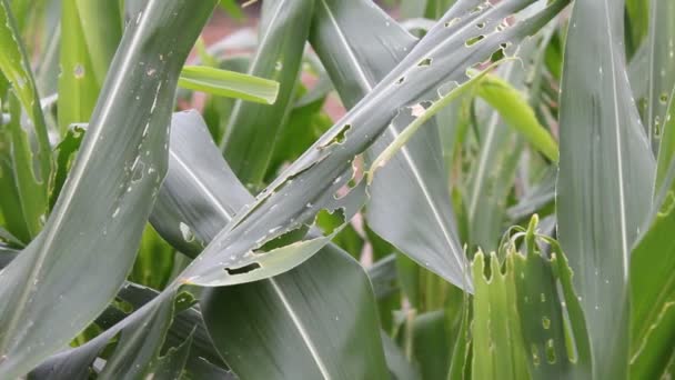 Maize Plant Damaged Pest Disease Biotic Abiotic Stress Planting Field — Stock Video